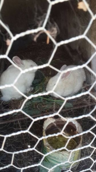 Rabbits for sale. Bulawayo