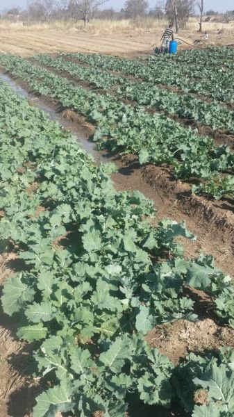 Rape and Tsunga vegetables for sale