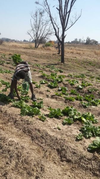 Rape and Tsunga vegetables for sale