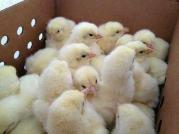 Day Old Chicks