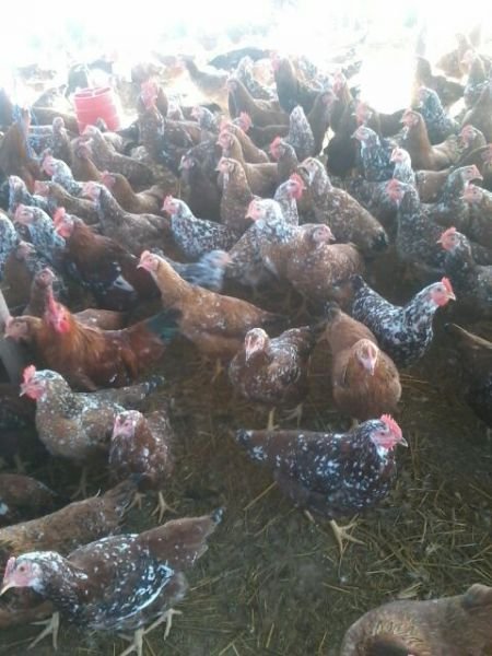 Layers and Boschveld roadrunners : Day Old