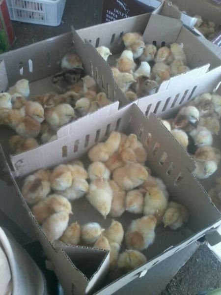 Layers and Boschveld roadrunners :  Point of Lay