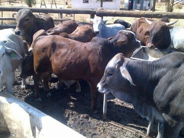 Quality Beef from the farm. Gweru