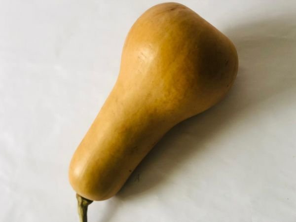 Butternut for sale