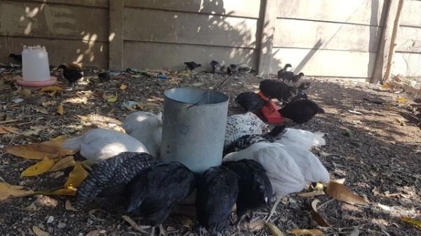 Black Australorp Chicks