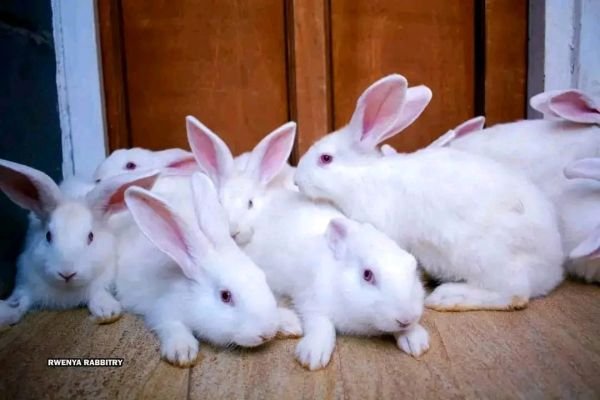 Pure New Zealand White Rabbit Weaners