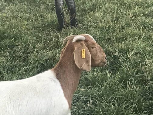 Boer Goats for Sale