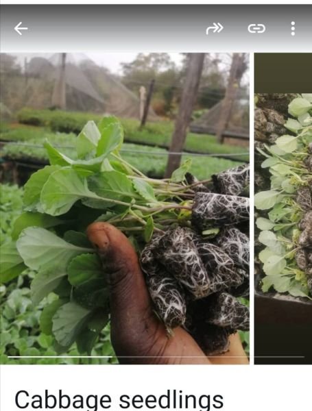 Vegetable Seedlings for sale