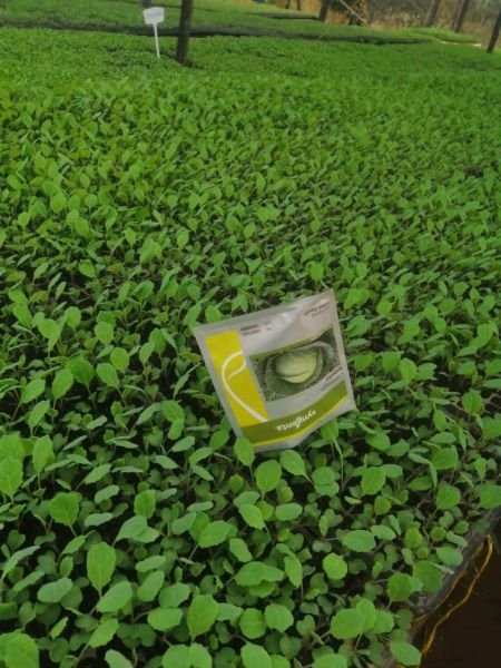 Vegetable Seedlings for sale