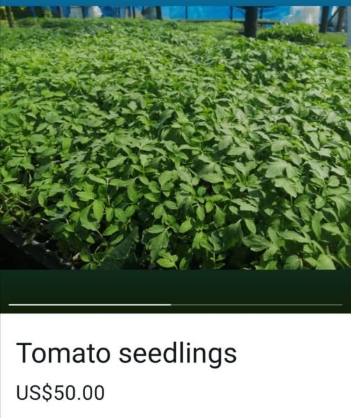 Vegetable Seedlings for sale