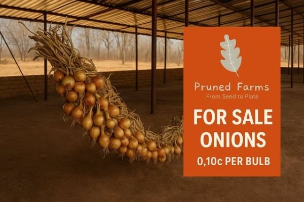 Onions for sale