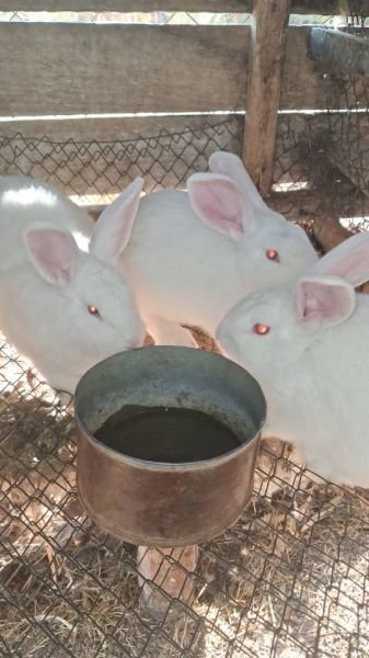 Rabbits available for sale