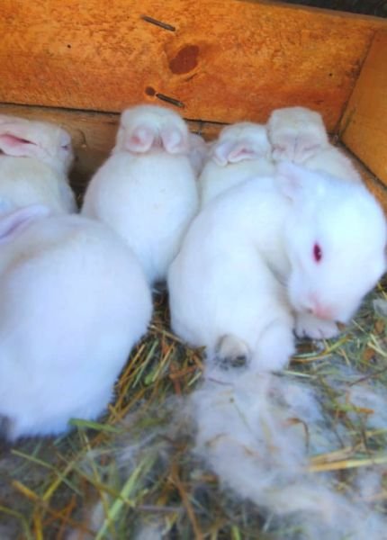 Rabbits available for sale