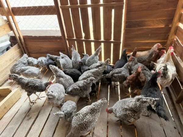 Roadrunner Cockerels for sale