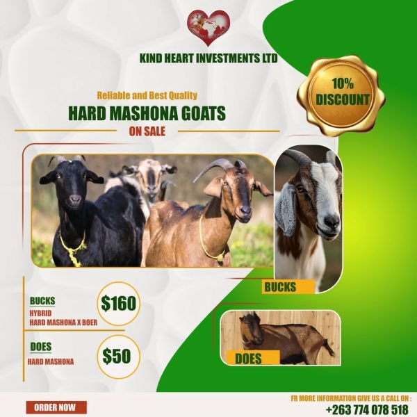 Hard Mashona Goats for sale