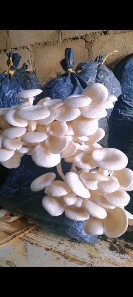 Oyster mushrooms