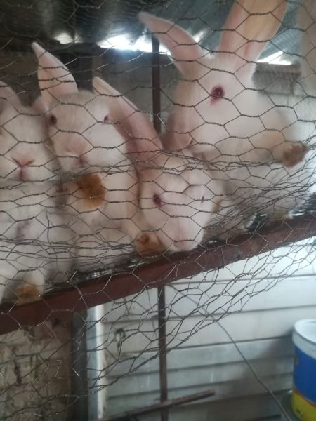 Rabbits available for sale