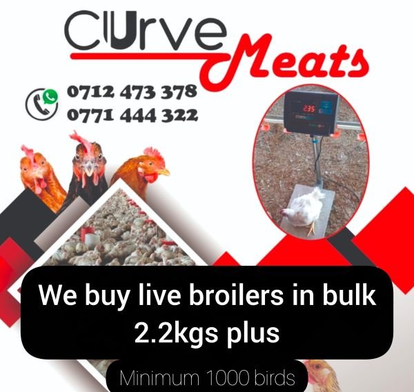 We buy broilers at 5-6 weeks