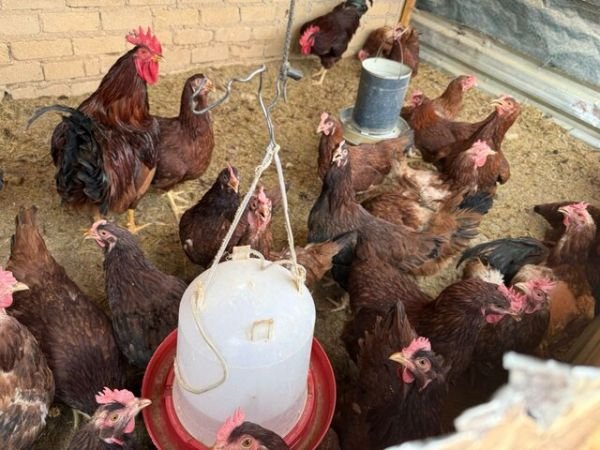 Rhode Island Red chicks for sale