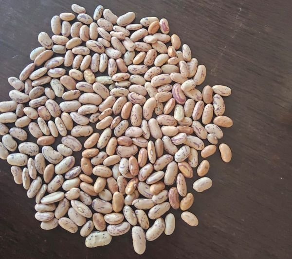 Sugar beans for sale