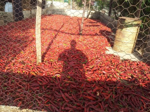 Paprika for sale