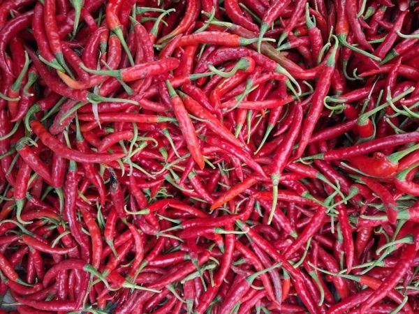 Fresh chilli for sale