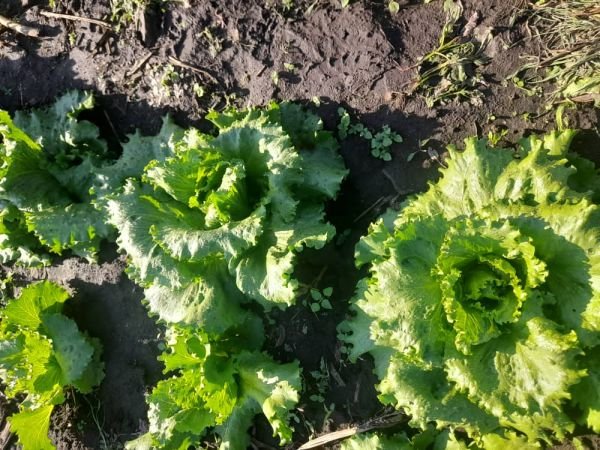 Lettuce for sale in Glen Lorne