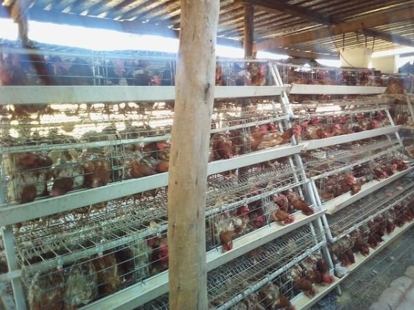 Road runner off layers for sale in Mazoe