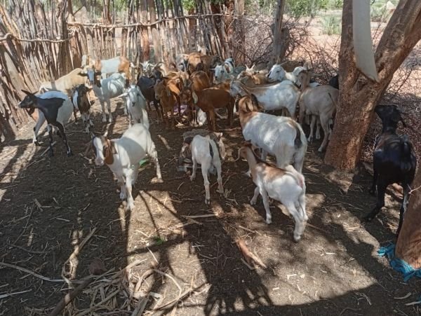 Hard Mashona goats for sale