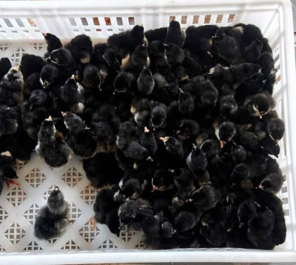Partnership Opportunity for Hatcheries