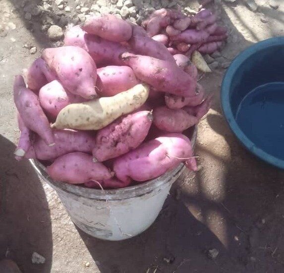 Sweet potatoes available in Crowhill