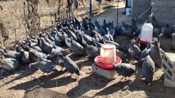 Guinea fowls