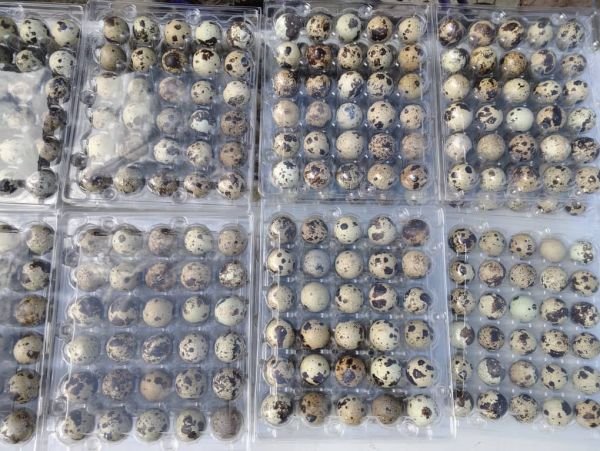 FRESH FREE-RANGE QUAIL EGGS – SEKE CHINHANGA FARM