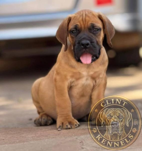 Puppies For Sale Harare