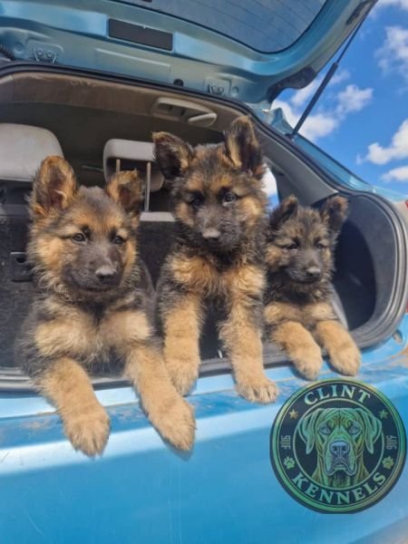 Puppies For Sale Harare