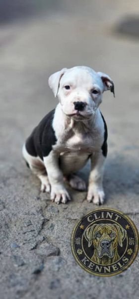 Puppies For Sale Harare