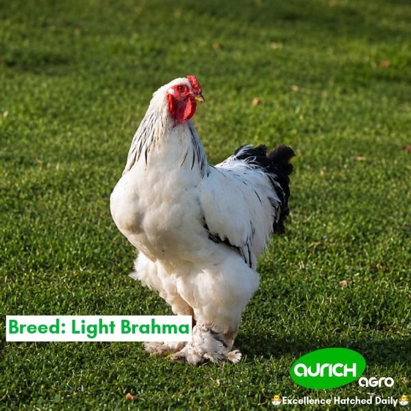 Light Brahma
