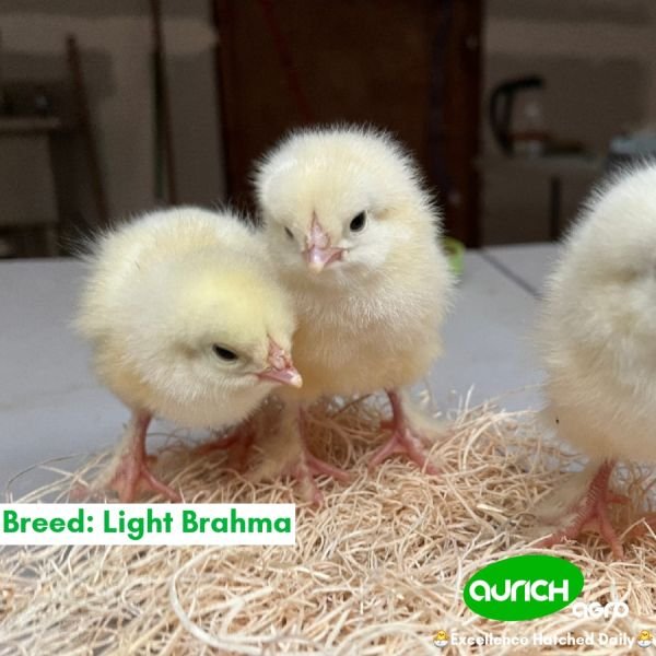 Light Brahma Day-Old Chicks