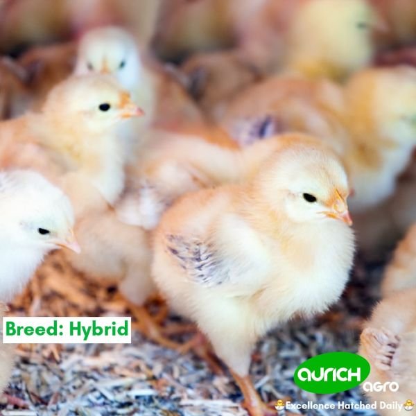 Hybrid Day-Old Chicks