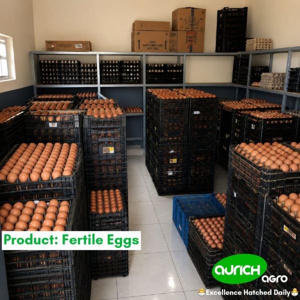 Fertile Eggs