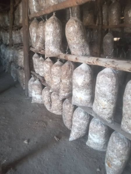 Ready to fruit oyster mushroom kits