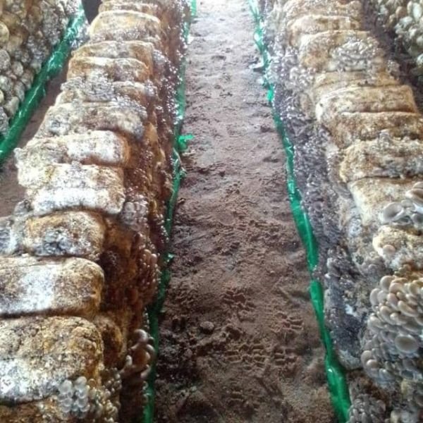 Mushroom training and consultancy services