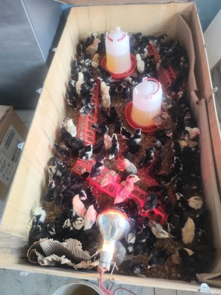 Turkeys, Guinea fowls & Black Australorp for sale Harare