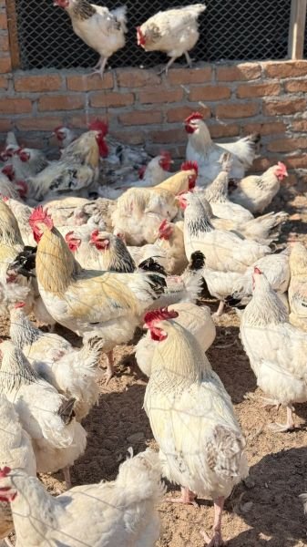 Day Old Sasso Sussex chicks