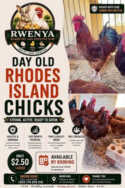 Day Old Rhode Island chicks