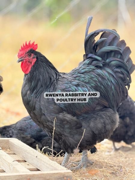 Black Australorp Pure Breed Cockerels