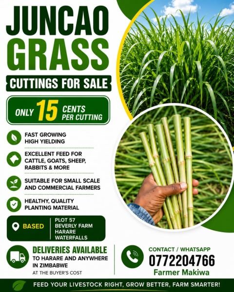 Juncao Grass