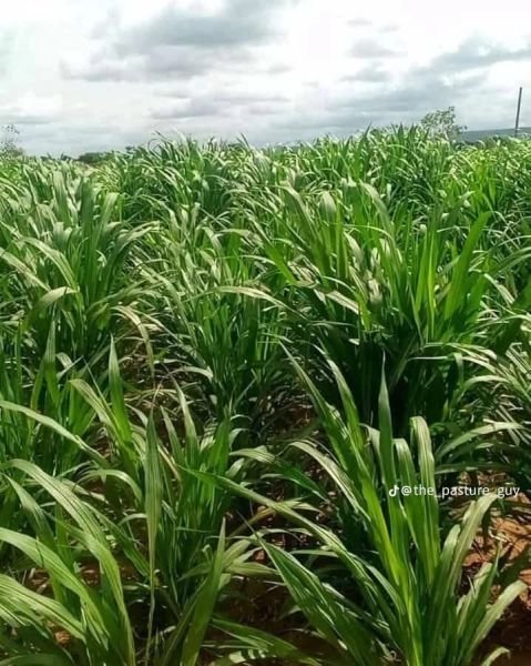 Juncao Grass