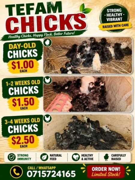 Black Australorp chicks for sale in Gweru