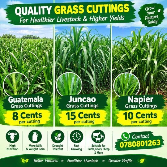 Guatemala, Juncao & Napier pasture grasses